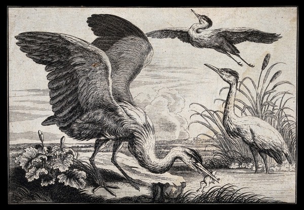 A heron with a frog in its beak is standing on the shore of a lake; illustration of a fable. Etching.