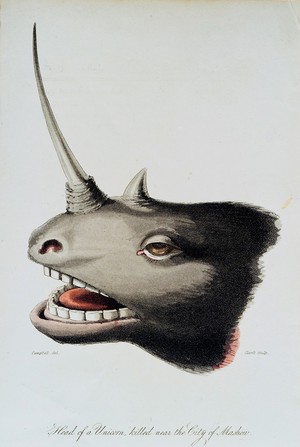 view The head of a rhinoceros with overgrown horn thought to be a unicorn. Coloured lithograph by (J.H.?) Clark after Campbell.