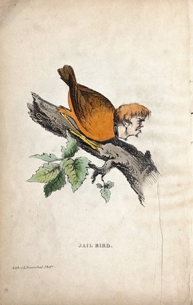 An anthropomorphical figure consisting of a bird's body and a human head is sitting on a branch of a tree. Coloured lithograph by L. Rosenthal.