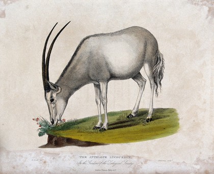 Zoological society of London: an antelope Lycoureux grazing. Coloured etching by W. Panormo after H. Smith.