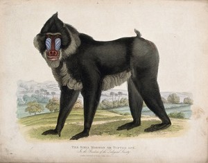 view Zoological Society of London: a Simia mormon or tufted ape. Coloured etching.