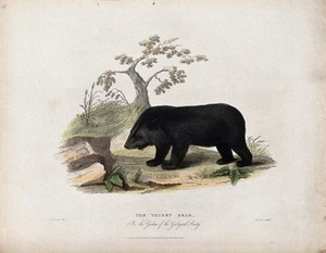 view Zoological Society of London: a Thibet bear. Coloured etching by Symns after H. Smith.