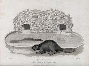 view Zoological Society of London: two beavers outside their artificial burrows in the zoo. Etching by W. Panormo after W. Berthoud.