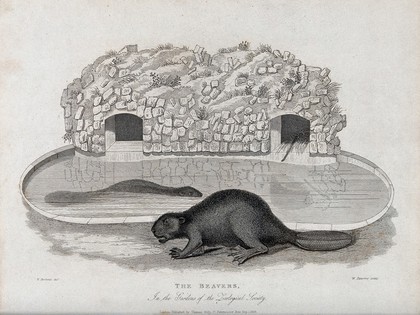 Zoological Society of London: two beavers outside their artificial burrows in the zoo. Etching by W. Panormo after W. Berthoud.