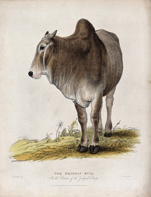 view Zoological Society of London: a Brahmin bull. Coloured etching by J. Russell after H.S. Smith.