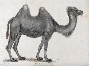 view Tower of London, Royal Menagery: a Bactrian camel. Etching after W. Panormo.