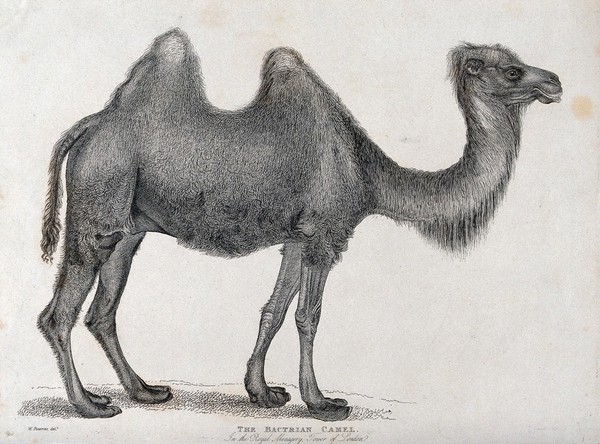 Tower of London, Royal Menagery: a Bactrian camel. Etching after W. Panormo.