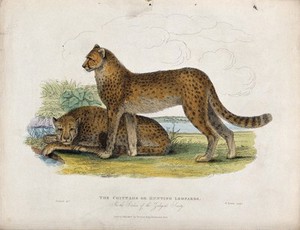 view Zoological Society of London: Two cheetahs. Coloured etching by Symns after H. Smith.