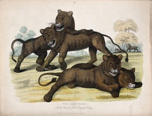 view Zoological Society of London: four lion cubs. Coloured etching.