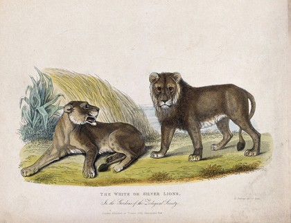 Zoological Society of London: a pair of white or silver lions. Coloured etching by W. Panormo.
