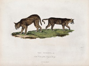 view Zoological Society of London: two ocelots. Coloured etching by J. Russell after H. Smith.