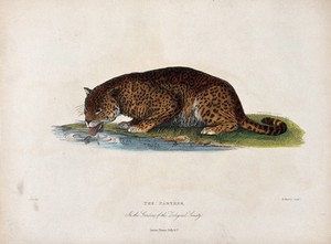 view Zoological Society of London: a panther drinking from a stream. Coloured etching by W. Panorma after H. Smith.