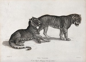view Tower of London, Royal Menagery: a pair of tigers. Etching by W. Webb after H. Berthaud.