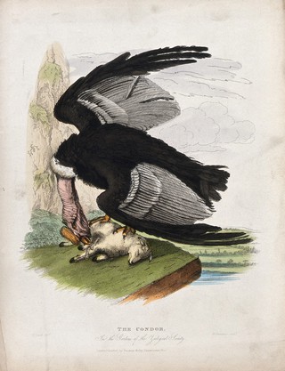 Zoological Society of London: a condor attacking a lamb on a rock. Coloured etching by W. Panormo after H. Smith.