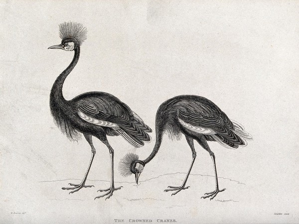 Two crowned cranes. Etching by Simpkins after W. Panormo.