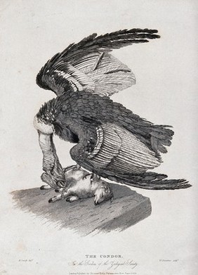 Zoological Society of London: a condor attacking a lamb on a rock. Coloured etching by W. Panormo after H. Smith.