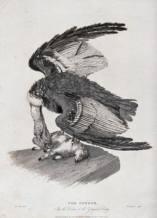 Zoological Society of London: a condor attacking a lamb on a rock. Coloured etching by W. Panormo after H. Smith.