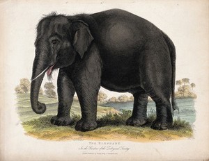 view Zoological Society of London: an elephant. Coloured etching.