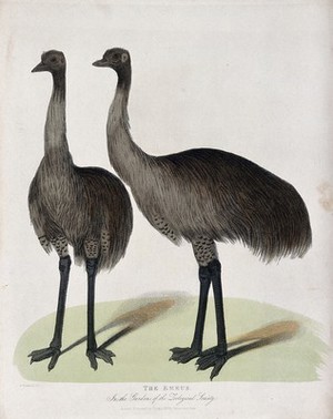 view Zoological Society of London: two emus. Coloured etching by W. Panormo after W. Berthoud.