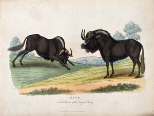 view Zoological Society of London: two gnus. Coloured etching.