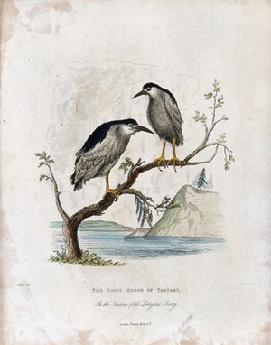 view Zoological Society of London: A harpy eagle and a white-headed sea eagle. Coloured etching by Simpkins after H. Smith.