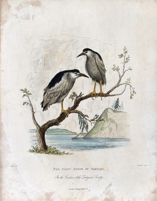 Zoological Society of London: A harpy eagle and a white-headed sea eagle. Coloured etching by Simpkins after H. Smith.