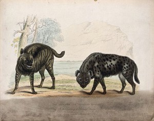 view Zoological Society of London: a striped and a spotted hyena. Coloured etching.