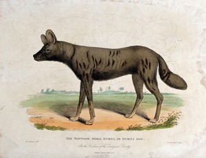 view Zoological Society of London: a tortoise-shell hyena, or hyena dog. Etching by W. Panormo after W. Berthoud.