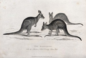 view Cobham Park, England: three kangaroos. Etching by A.A. Park after W. Panormo.