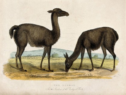 Zoological Society of London: two llamas. Coloured etching.