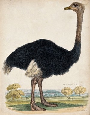 view Zoological Society of London: an ostrich. Coloured etching.