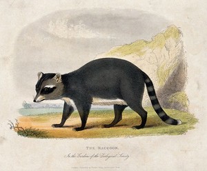 view Zoological Society of London: a racoon. Coloured etching.