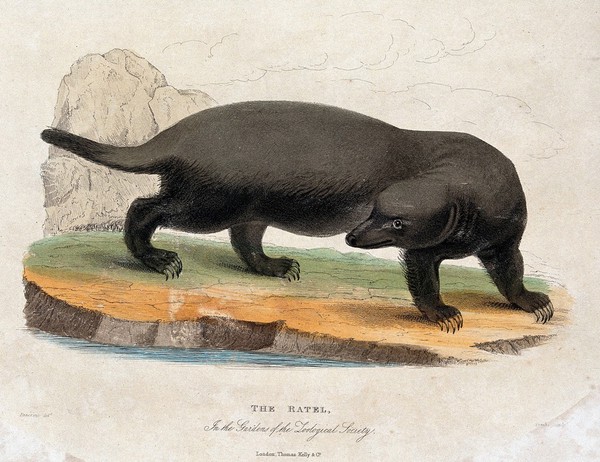 Zoological Society of London: a ratel. Coloured etching by Symns after W. Panormo.