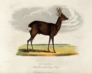 view Zoological Society of London: a roebuck. Coloured etching by W. Panormo.