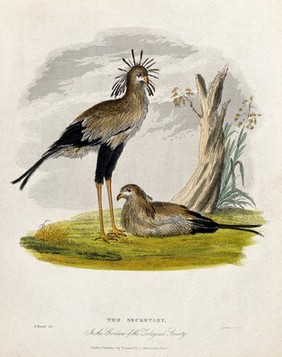 Zoological Society of London: two secretary birds. Coloured etching by Symns after H. Smith.