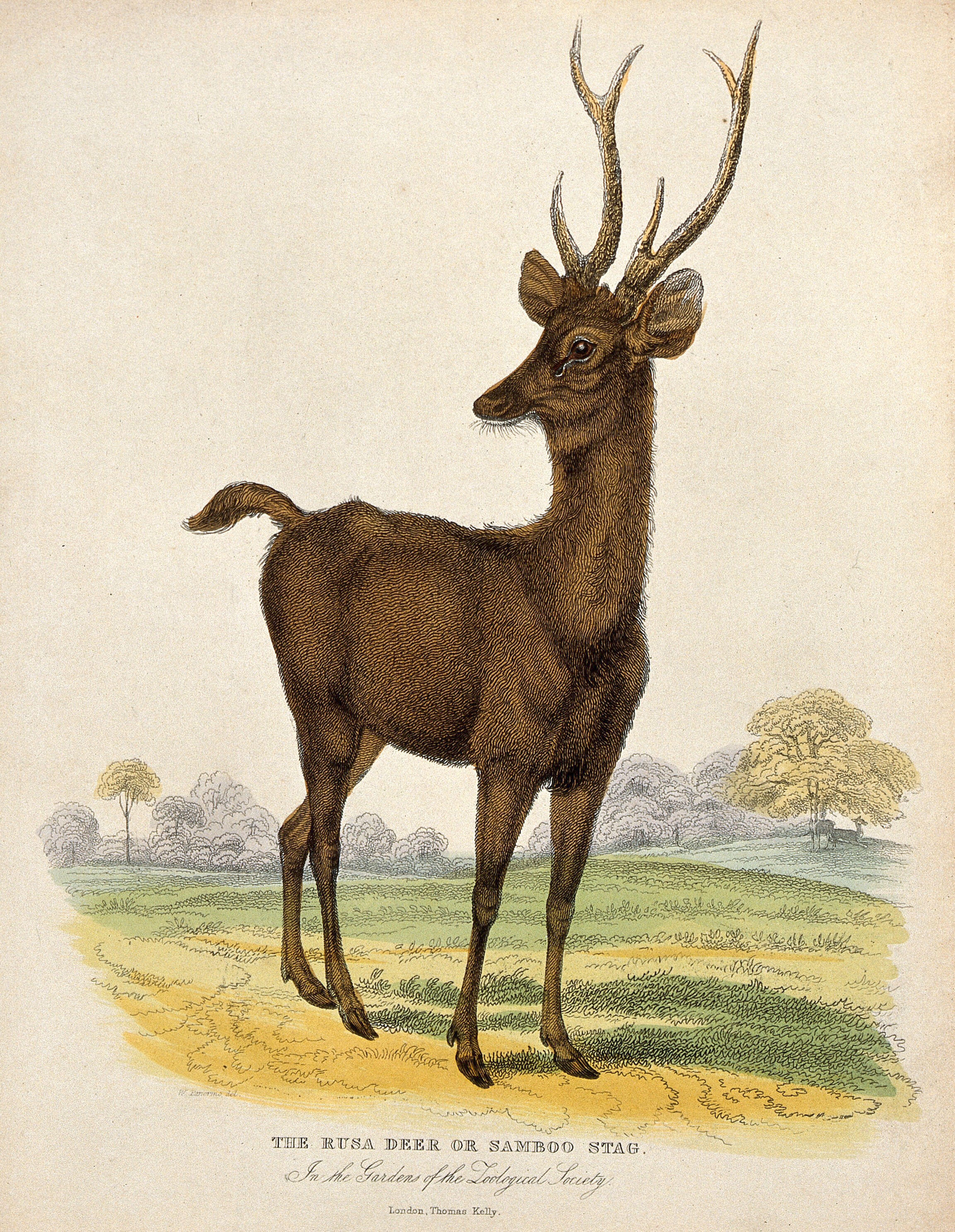 Zoological Society of London a Rusa deer. Coloured etching by W