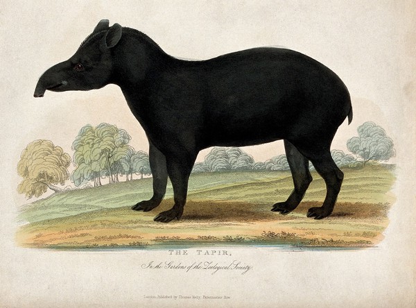 Zoological Society of London: a tapir. Coloured etching.