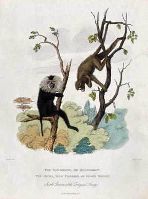 view Zoological Society of London: a wandaroo and a langur climbing trees. Coloured etching by J. Russell after E. Smith.