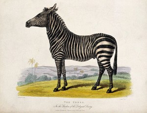 view Zoological Society of London: a zebra. Coloured etching by J. Webb after W. Panormo.