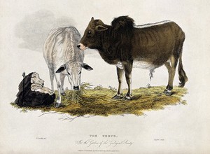 view Zoological Society of London: two zebus. Coloured etching by J. Russell after H. Smith.