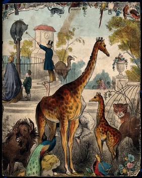 A zoo with giraffes, tigers, and a peacock. Coloured lithograph.