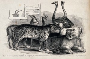 view Zoological Society of London: a variety of animals, including a lion, a goat and a tiger. Wood engraving.