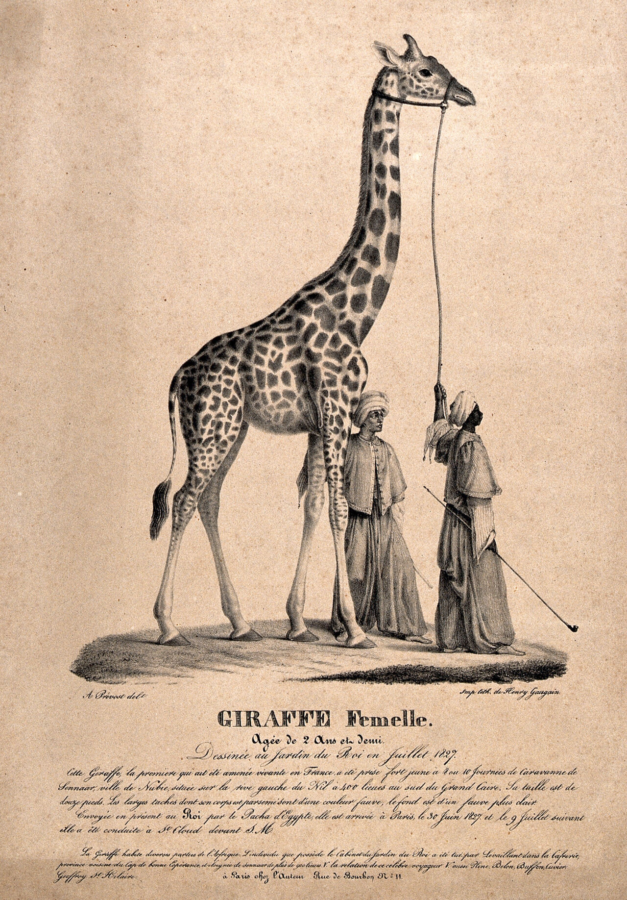 A female giraffe is led by two men in oriental dress. Lithograph after A. Prévost., by André Prévost