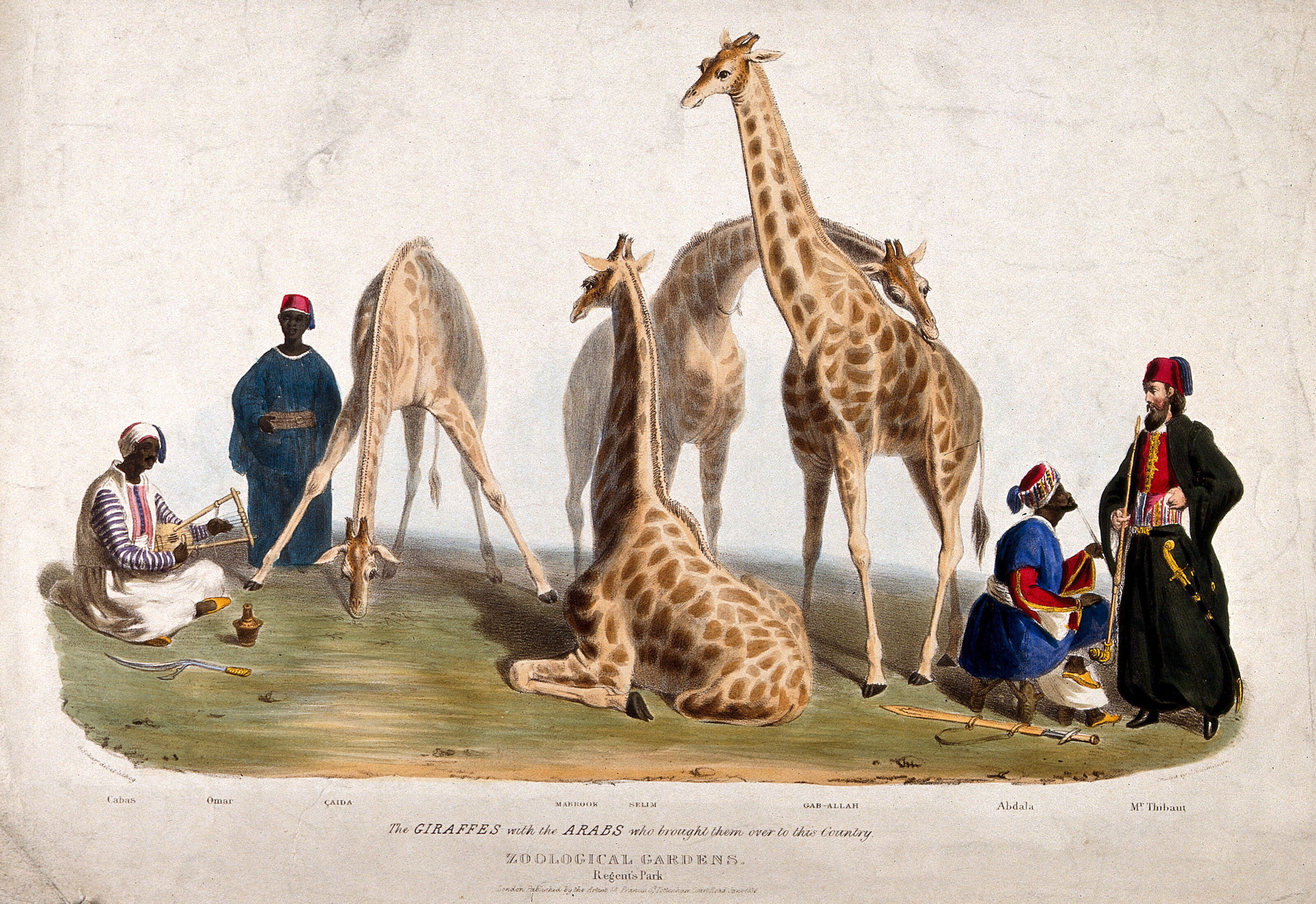 Zoological Society of London three giraffes surrounded by men in