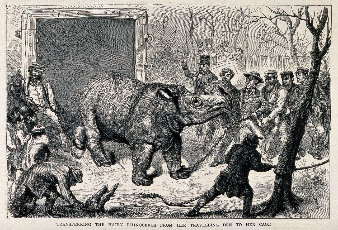 A hairy rhinoceros is transferred from a travelling den to its cage in the zoo. Wood engraving by E. Griset., by Ernest Henri Griset