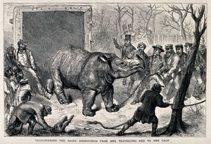 view A hairy rhinoceros is transferred from a travelling den to its cage in the zoo. Wood engraving by E. Griset.