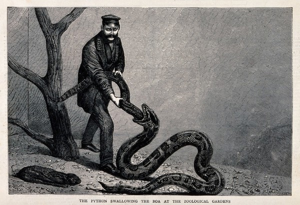 Zoological Society of London: a python swallowing a boa with the aid of an animal keeper. Wood engraving by Pearson.