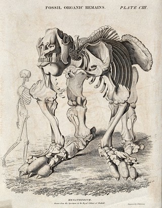 Skeleton of the Megatherium next to a human skeleton. Etching by W. H. Lizars.