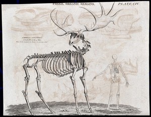 view The fossilised remains of a elk standing next to a human skeleton. Etching.