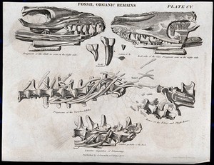 view Fossilized organic remains of animal jaw bones and spines. Etching by W. H. Lizars.